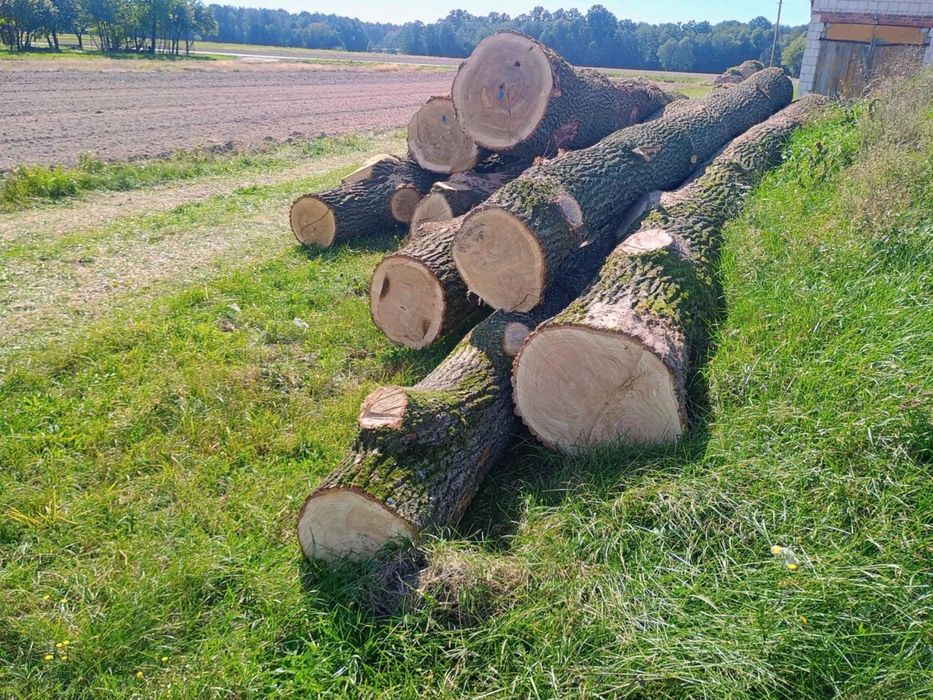 Dąb w klocu, tartaczny -sprzedam