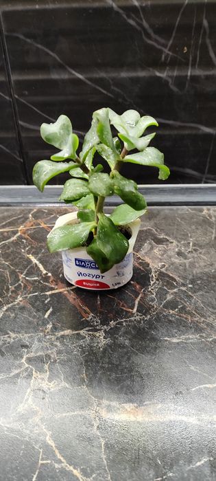 Антуріум, сукуленти, кактуси, драцена, алоє Флораріум Луцьк