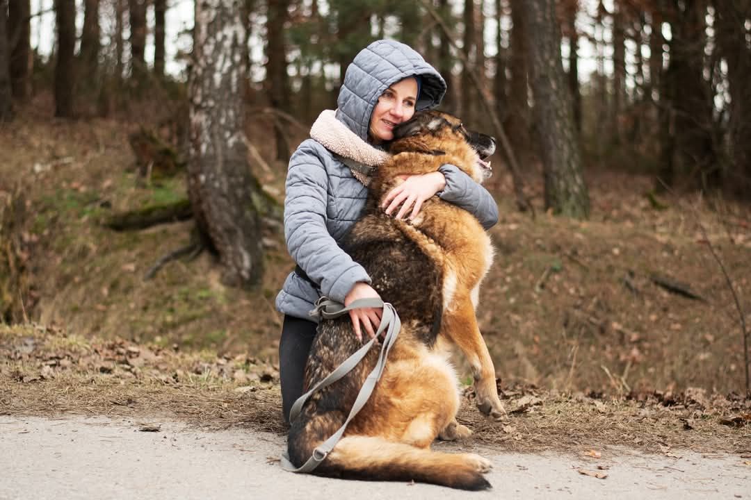 Walentynka - inteligentna suczka w typie owczarka