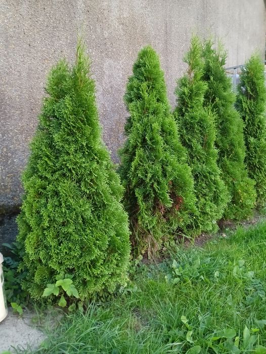 Tuja szmaragd 75-120 cm