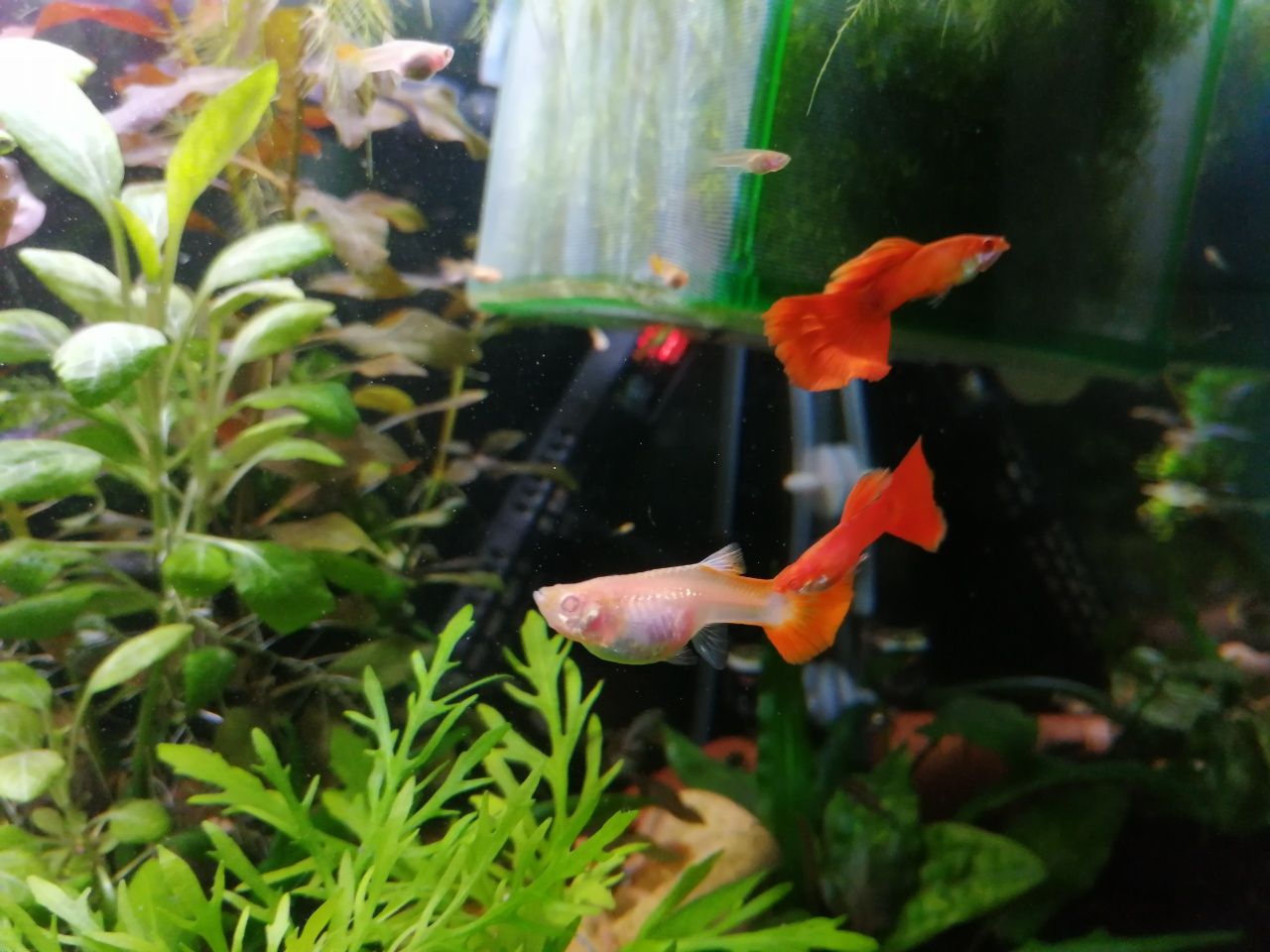 RARYTAS Gupik Full Red Albino (PARA)