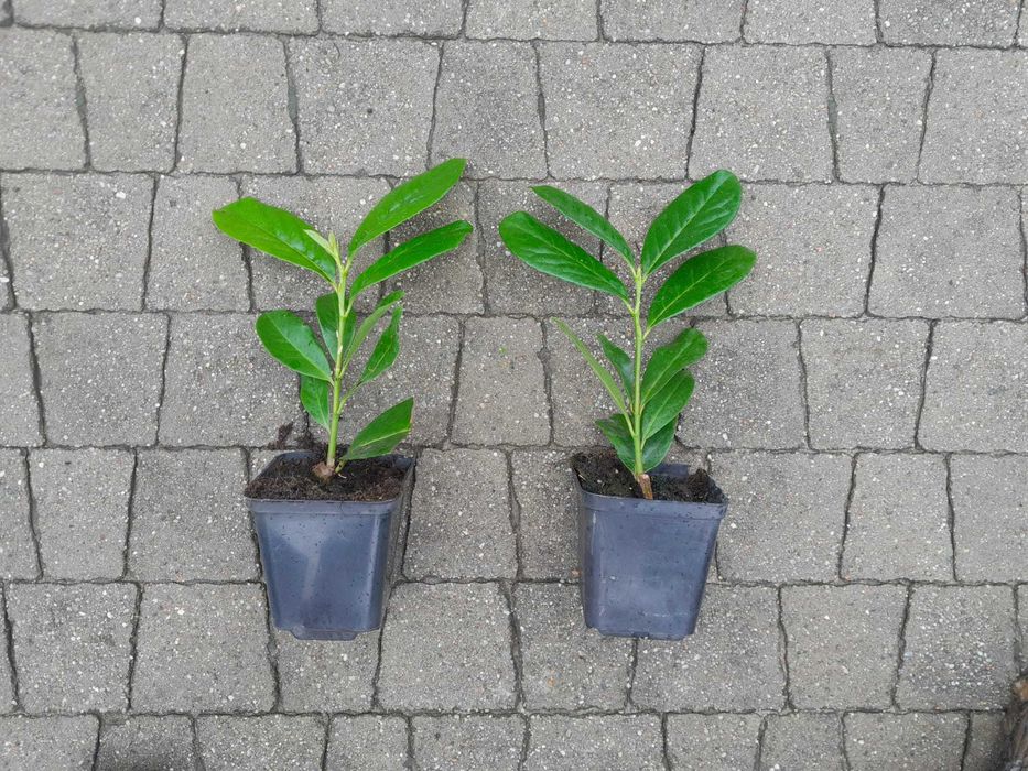 Laurowiśnia wschodnia Caucasica, Novita! Sadzimy! Prunus! 150 cm!