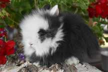 Karzełki teddy / Puszyste