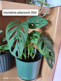 Syngonium, philodendron,, scindapsus