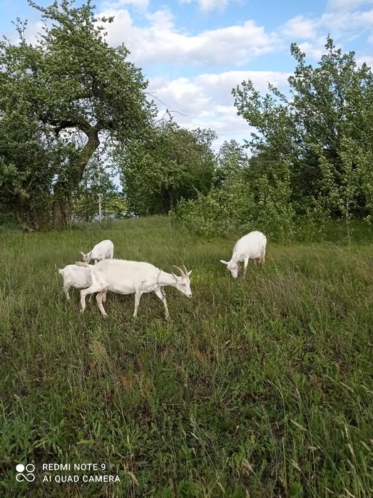 Коза, кізочка зааненка