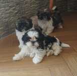 szczeniak tricolor shih tzu