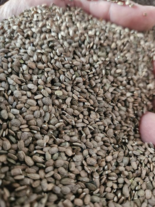 Saladera saradela seradela seladera