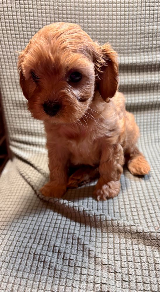 Cavaapoo, cavapoo pudelek