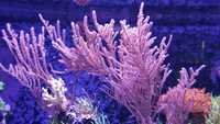 Pseudogorgonia akwarium morskie korale koralowce