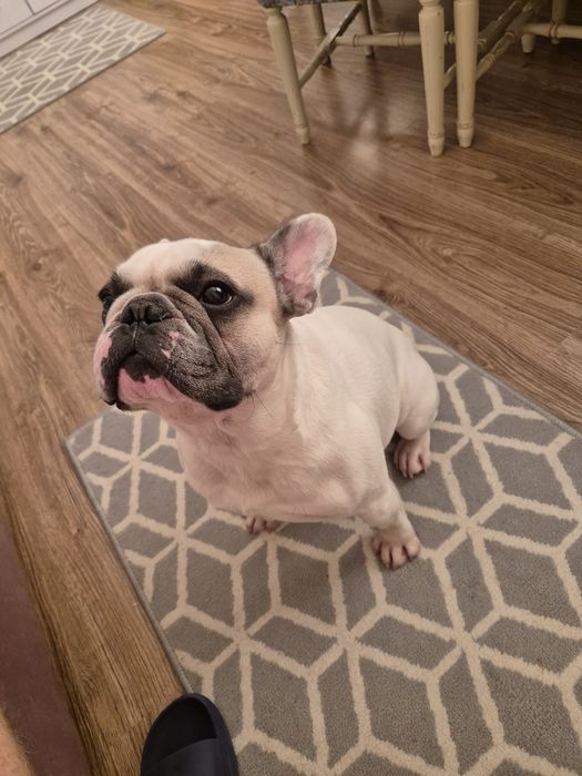Buldog francuski