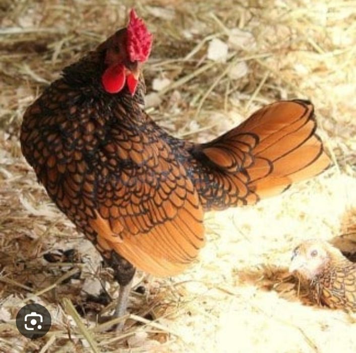 Vendo sebrights novos