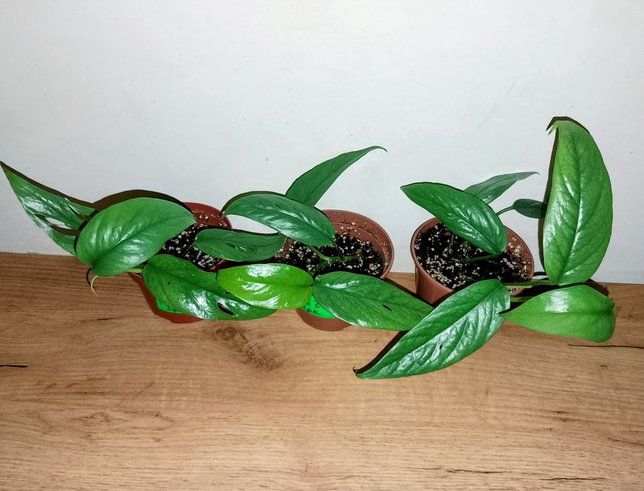 Епіпремнум Cebu blue 125-285грн