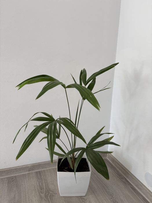 palmy mrozoodpornej Trachycarpus Fortunei