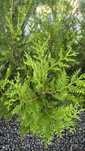 Thuja Brabant 7 szt. tuja wysoka 2,1m żywopłot