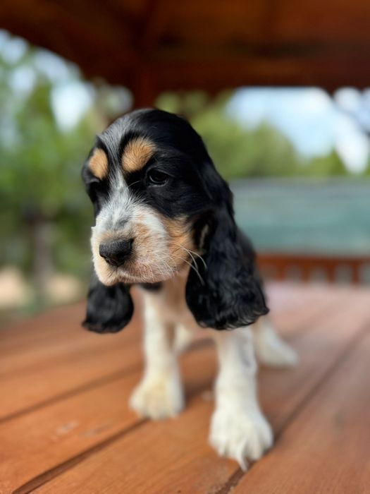 Cocker spaniel angielski sunia z rodowodem