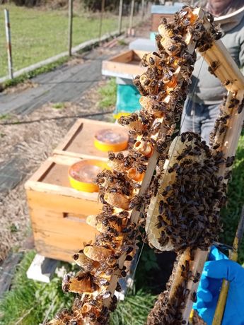 Enxame abelhas apicultura