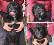 Piesek do adopcji