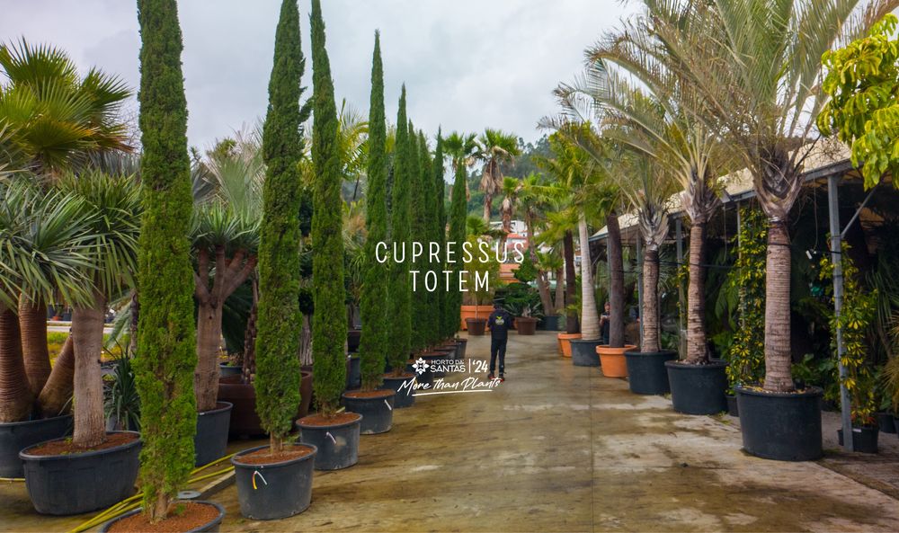 Cupressus Totem 100/600cm