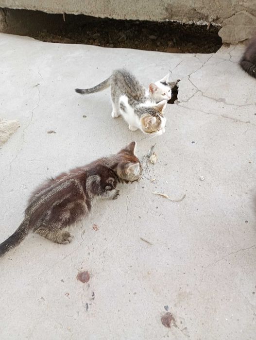 БЕЗКОШТОВНО!!! Кошенятка в добрі руки!!!