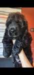 Cocker spaniel preto macho