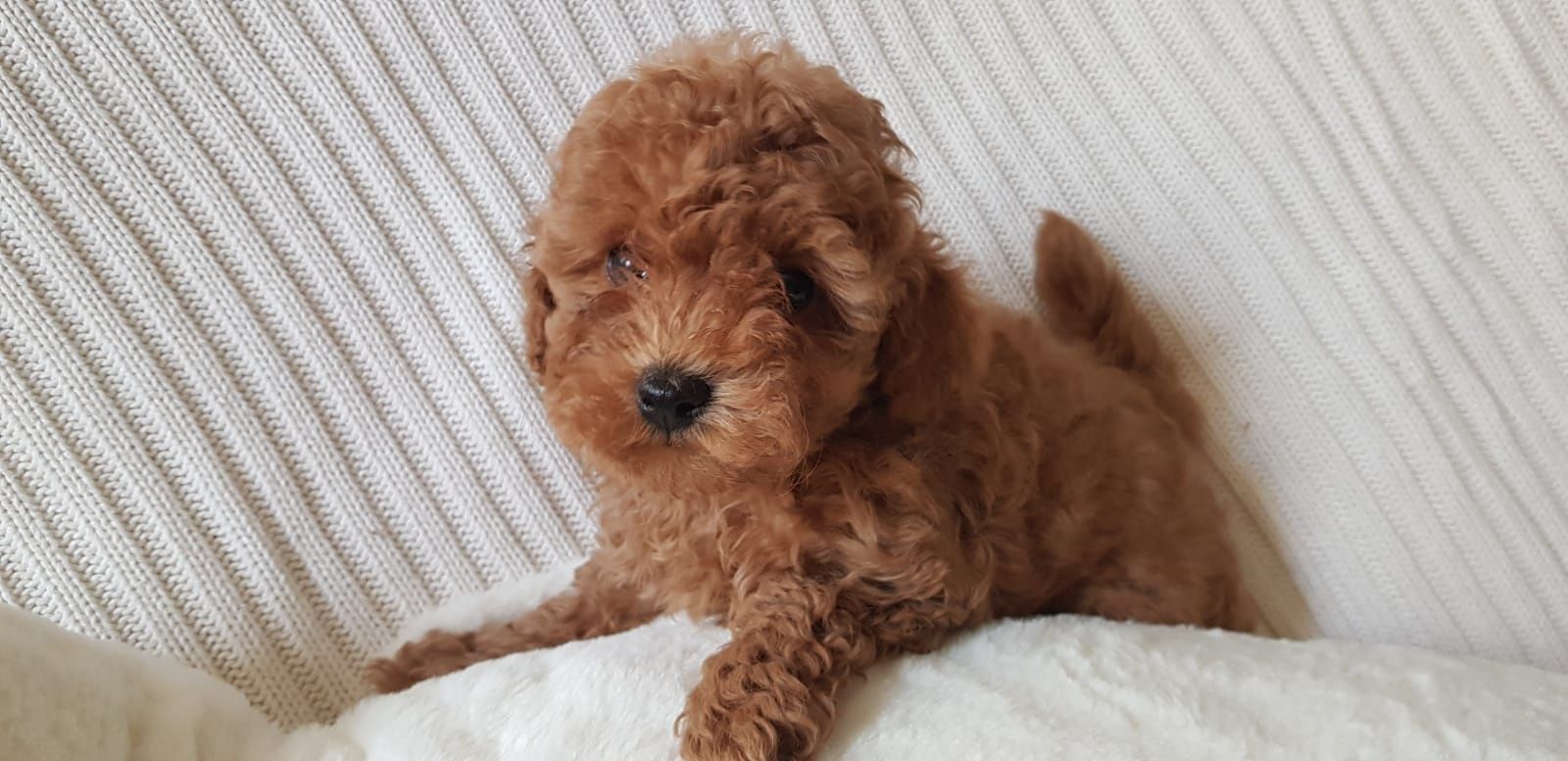 Pudel Toy  redbrown red rodowód microchip wyprawka