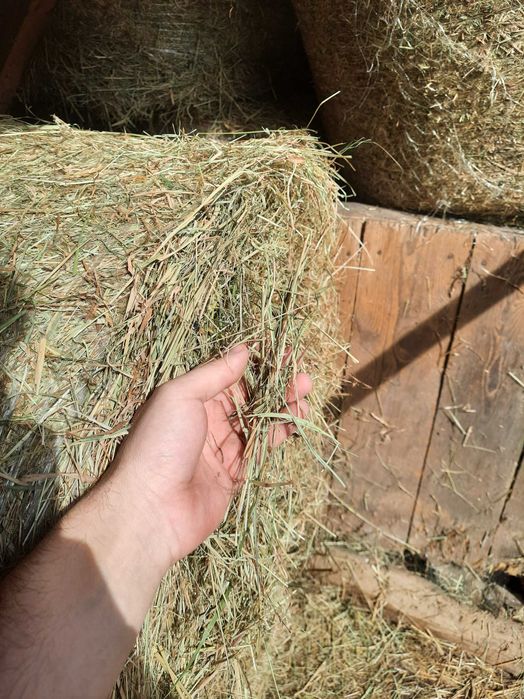 Siano w balotach 120cm