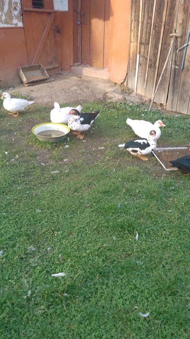 Продам індо качок