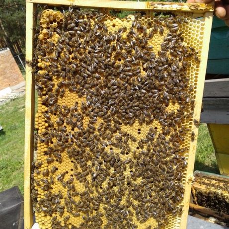 Блжолопакети, Бджолосімї (Карпатка), з власної пасіки