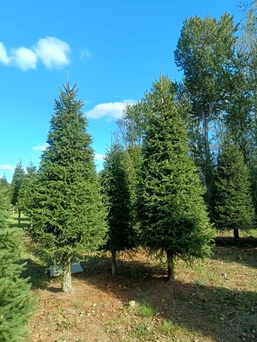 Choinki plantacja Duże wysokosci