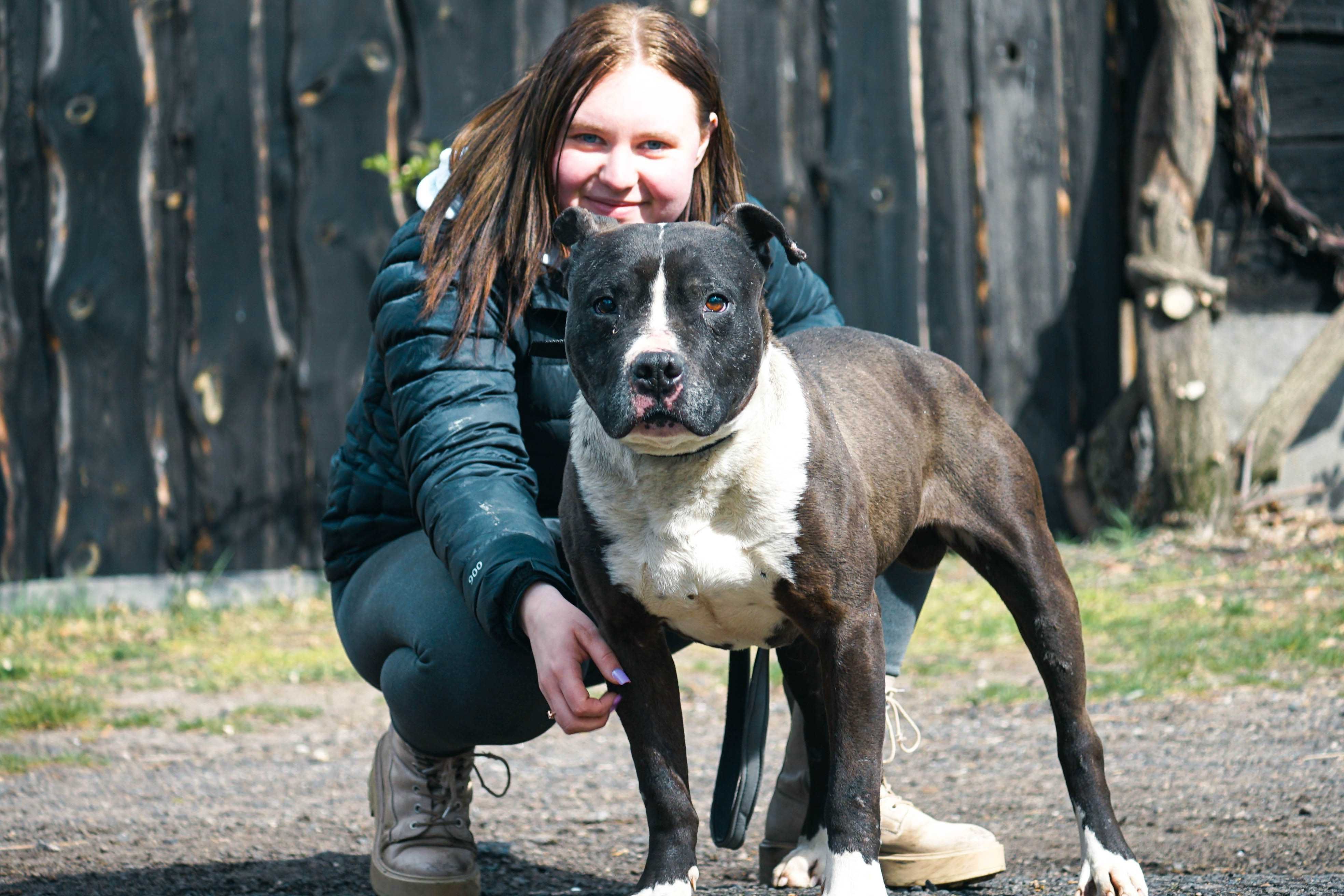 KAKTUS - pies w typie amstaff szuka domu