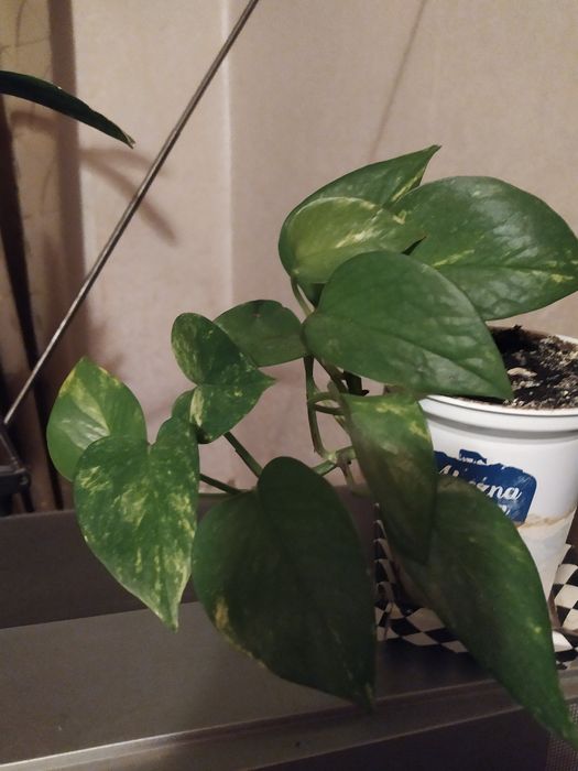 Сциндапсус золотистий -