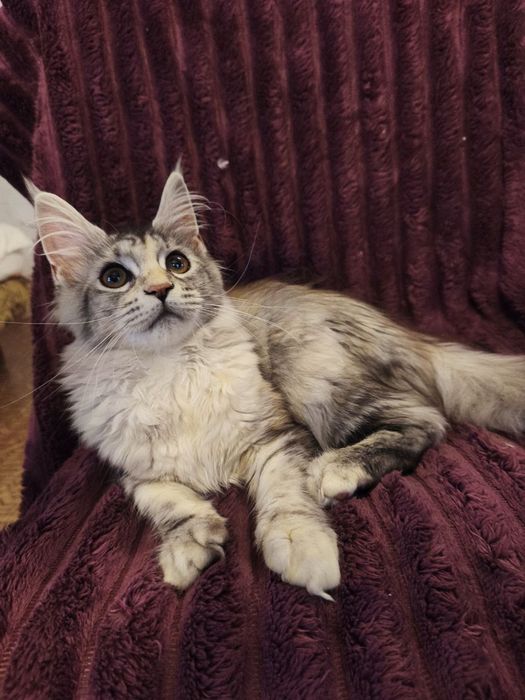 Мейн-Кун кошенята