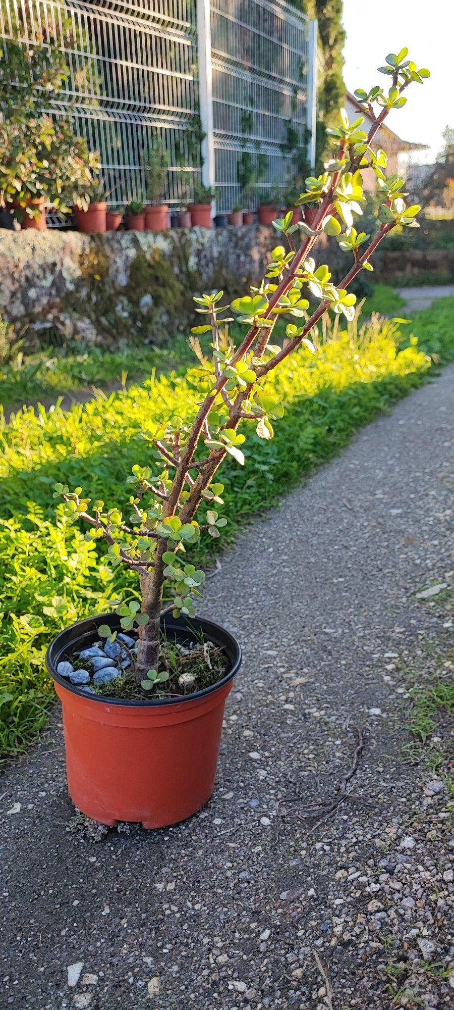 Planta suculenta