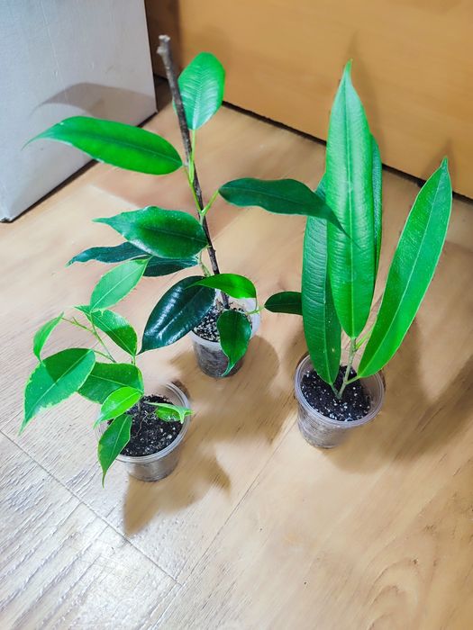 Фікус Керлі, набори різних фікусів