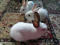 Карликовые кролики