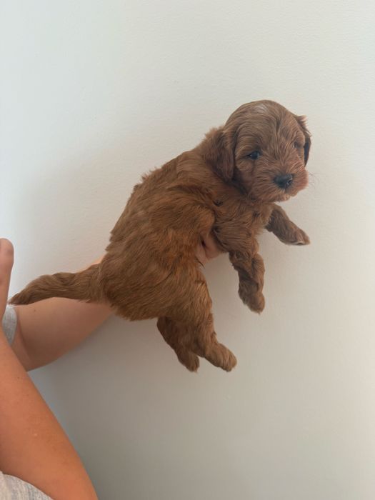 Uroczy piesek Maltipoo / Poochon/Bichpoo /cavapoo/