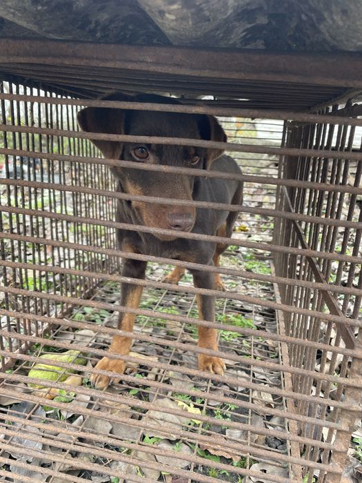 Відам собаку в хороші руки Німецький ядтерʼер ( вона )