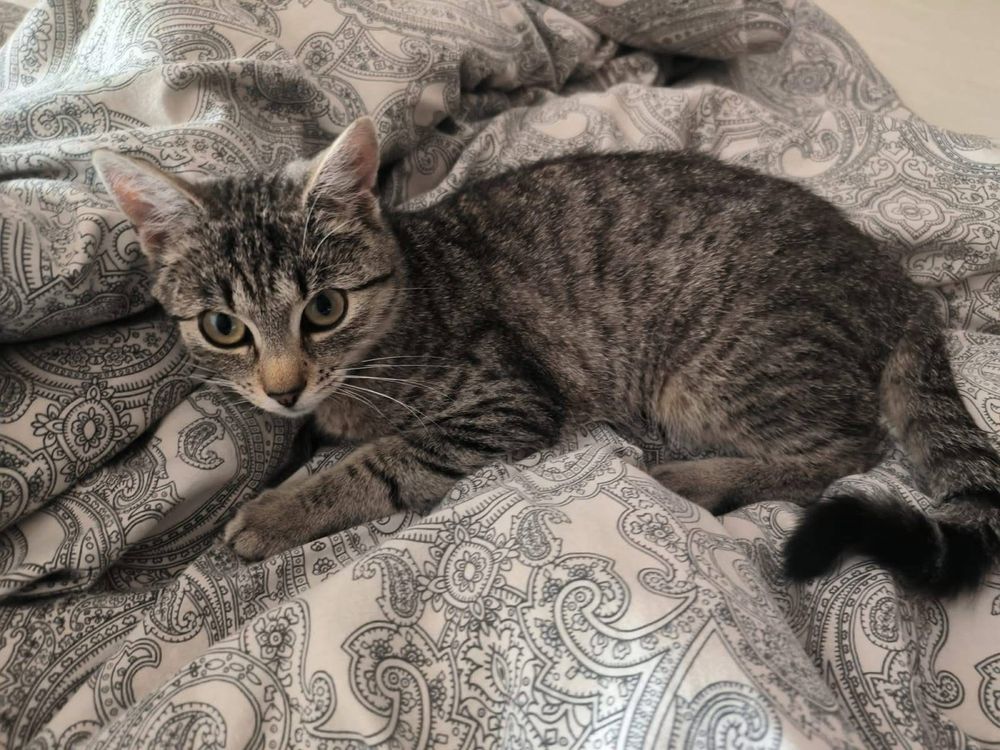 Klementynka kotka do adopcji