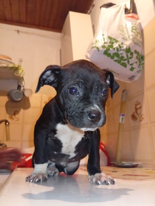 Companheiros de 4  patas