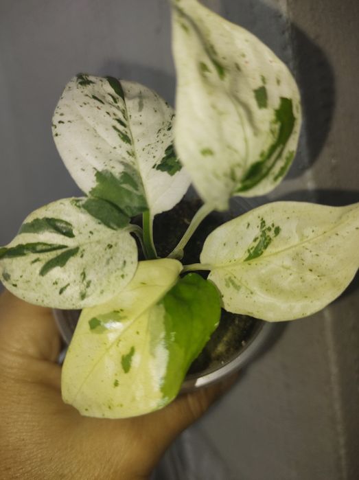 Монстера карстеніанум альба піннатум марбл