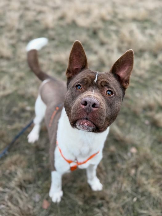 Lamia piekna sunia w typie rasy do adopcji