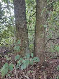 Olszyna drzewo na pniu zrębka