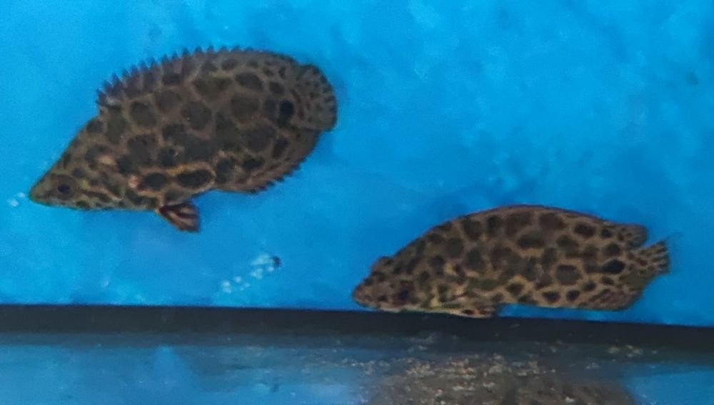 Buszowiec ostropyski Aquafizz Creative