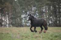 Gypsy cob urocza klacz