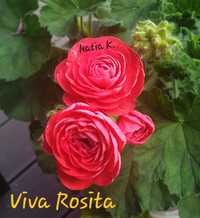 viva rosita pelargonia