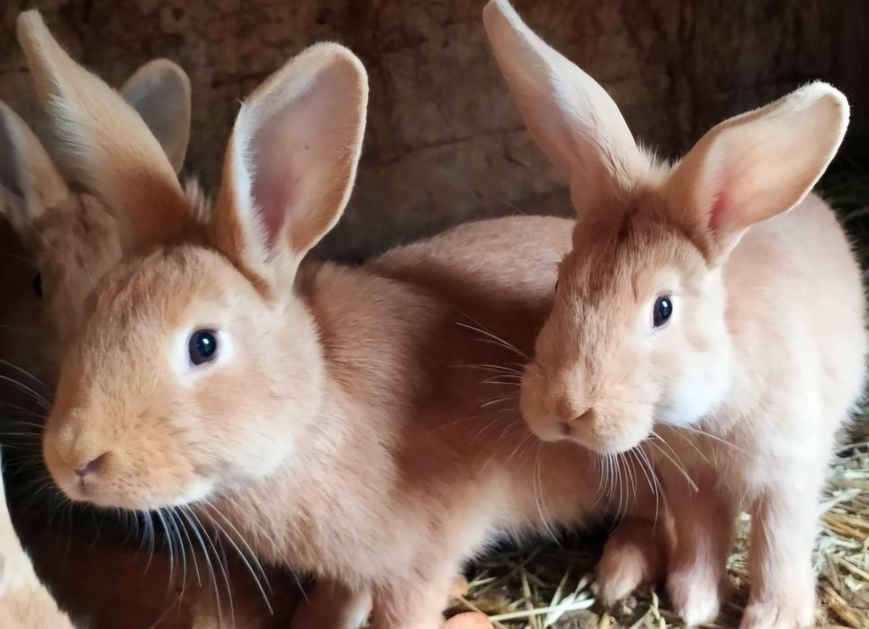 Króliki mięsne burgundy, burgundzki