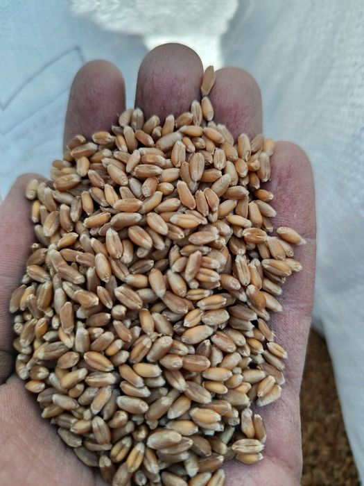 Насіння озимої пшениці Асорі, посівна пшениця