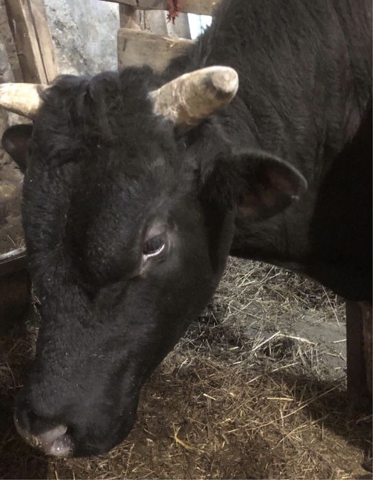 Бык На племя .На хозяйство .Джерсейская порода