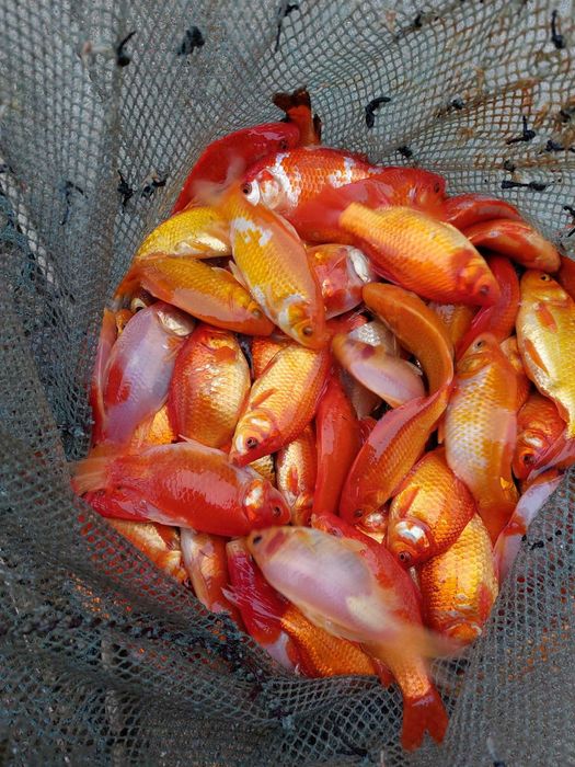 Ryby narybek Szczupak Jesiotr Węgorz Karaś koi Lin Karp Amur Tołpyga