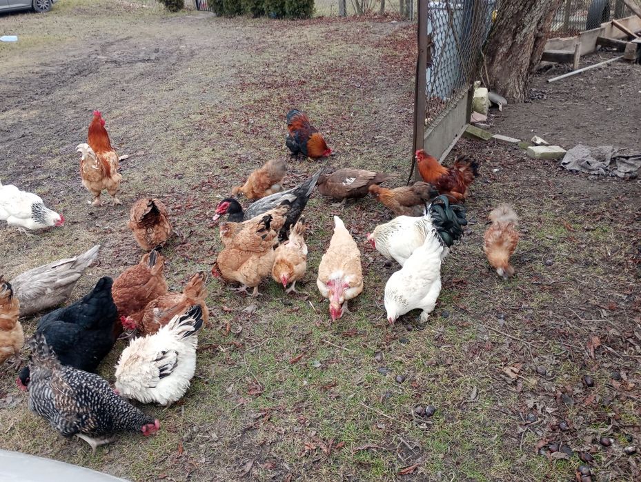 Jaja lęgowe mix ras